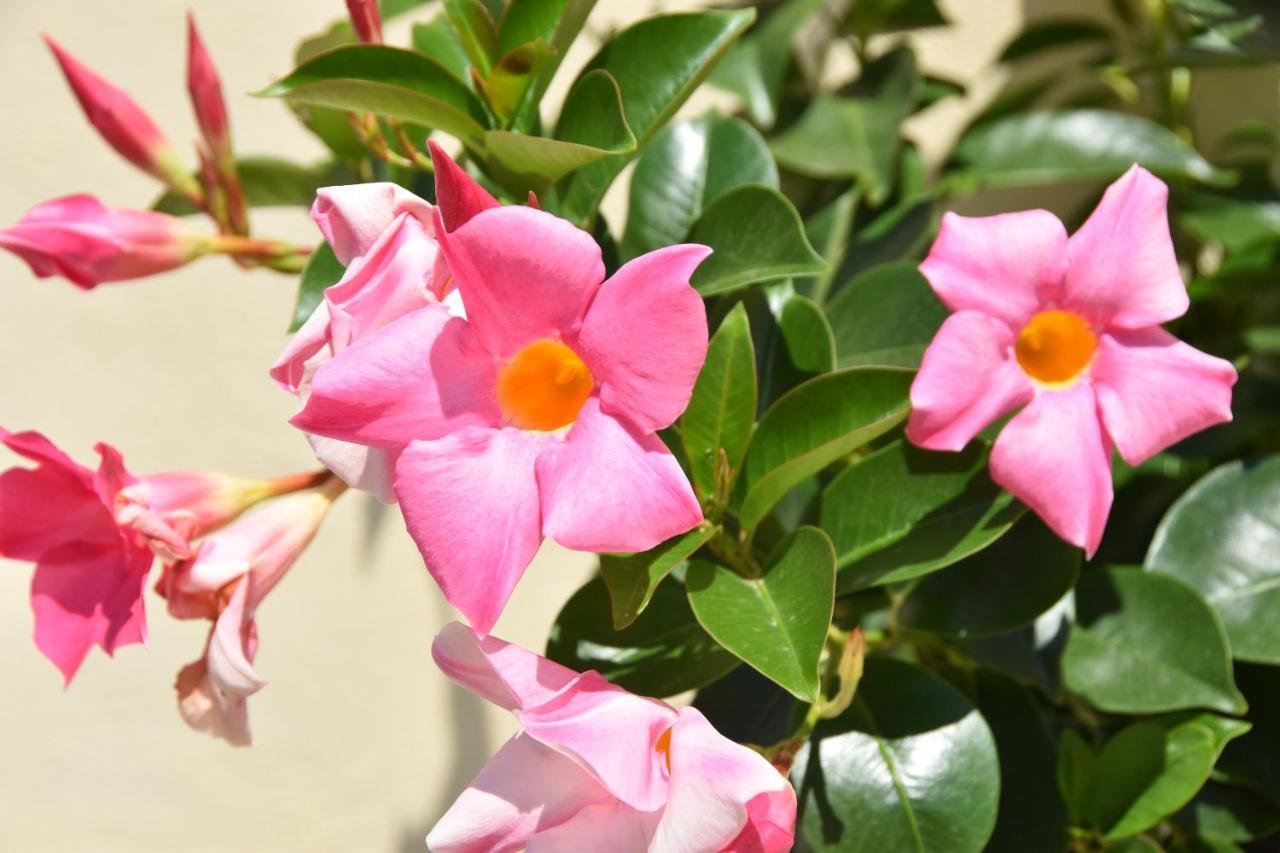 B&B Il Tirreno Cipollina エクステリア 写真